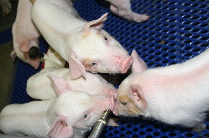 Свинокомплекс "Восточно-Сибирский" в Бурятии увеличит производство свинины