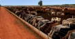 Россия одна «вытягивает» парагвайский экспорт говядины, сократившийся после вспышки ящура