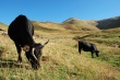 В Кабардино-Балкарии сократилась численность скота