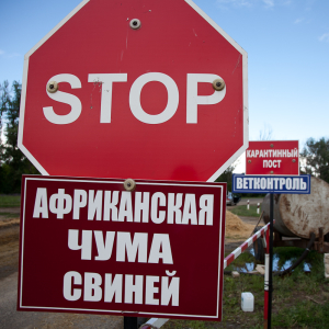 В Калужской области повышают защиту свинокомплексов и птицефабрик от заразных болезней животных буферными зонами