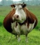 Омские коровы вновь пошли на рекорд