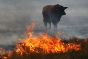 Стадо телят и коров спасли пожарные от огня под Смоленском