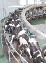 Рязанская область: Итоги работы отрасли животноводства за 6 месяцев 2012 года Рязанская область: Итоги работы отрасли животноводства за 6 месяцев 2012 года