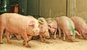 Европейский Союз пожалел 12 миллионов евро на борьбу с африканской чумой свиней и теперь несет еще большие убытки