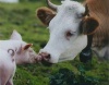 Первая продукция крупнейшего на Алтае свинокомплекса выйдет на рынок к августу 2012 года