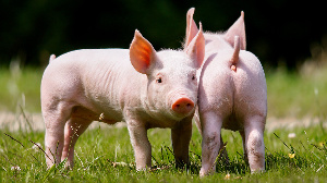 Пекин вложит почти 120 млн долл. США в свиноводство