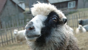 В Якутии продолжается выведение морозоустойчивых овец