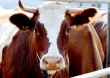 Карантин введен в одном из ростовских хуторов области из-за обнаружения у коров бруцеллеза