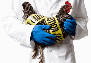 Птичий грипп замедлил производство птицы в ЕС