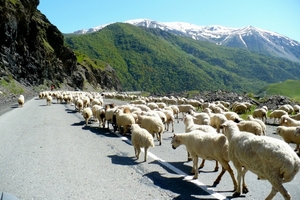 В Дагестане начинается перегон овец на летние пастбища