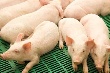 «Разгуляй» построит свинокомплексы в Башкортостане