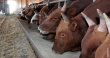 500 голов крупного рогатого скота готовят к отправке из Бурятии в Казахстан 
