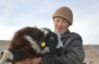Сибирские ученые изучат феномен многоплодности тувинских овец