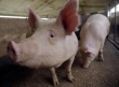 Голландцы инвестируют в украинских свиней