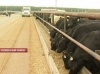 В Липецке обсудили перспективы развития мясного скотоводства страны