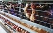 Алтайские птицефабрики наращивают производственные показатели