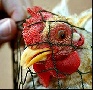 О ситуации с распространением высокопатогенного штамма гриппа птиц H5N1в Азии О ситуации с распространением высокопатогенного штамма гриппа птиц H5N1в Азии