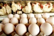 Большинство федеральных округов России показали положительную динамику производства куриного яйца