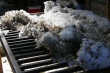 Делегация Иркутской области научится переработке шерсти у фермеров Бурятии