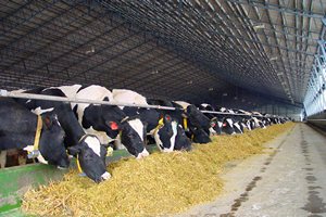  Две животноводческие фермы на 10 тыс. голов появятся на Сахалине 