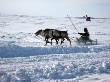 В Оленьке олени «осваивают» микрочипы В Оленьке олени «осваивают» микрочипы