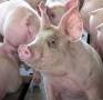 Маточное поголовье будет завезено в новый свиноводческий комплекс в Вадском районе Нижегородской области в 2014 году