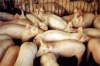 «Сибирская аграрная группа» построит свинокомплекс