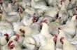 У американских кур выявили вирус птичьего гриппа