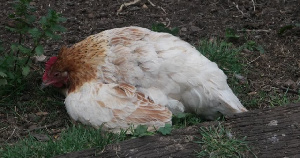 Казахстан и Беларусь приостановили поставки птицы из Омской области