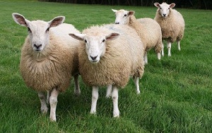 Беларусь закупит саратовских овец на два миллиона долларов