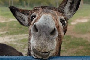 Власти Таджикистана запретили российско-китайскому предприятию производить ослиное мясо