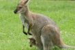 Мясо кенгуру вскоре может стать одной из наиболее важных статей австралийского экспорта в Китай