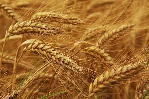 Экспортеры зерна жалуются на Россельхознадзор и Минтранс