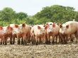 В Калининградской области на четверть выросло поголовье свиней