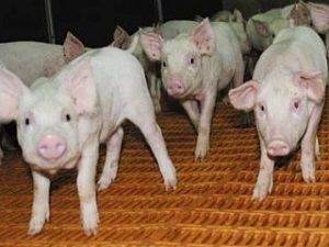 В Ленинградской области ставят заслон вирусу АЧС