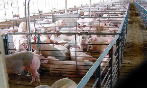 Россельхознадзор приостановил работу «Ливенского мяса» и свинофермы Курской АЭС