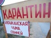 В России африканская чума свиней свирепствует в Московской области