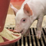 В Иркутске опровергли информацию о массовом забое свиней по всей стране из-за нехватки импортных добавок и кормов