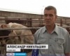 Животноводы Оренбуржья выращивают элитные породы скота
