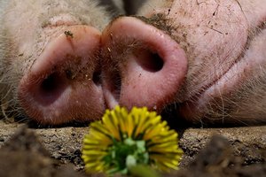 Украина утратила статус экспортера свинины – ассоциация