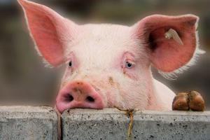 В Белгородской области ужесточают ввоз свиноводческой продукции с территории Украины из-за АЧС