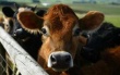 Франция возобновила поставки скота в Алжир