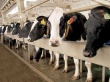 В Беларуси коровы станут «дороже золота»