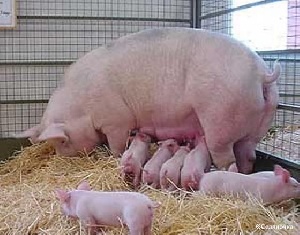 В США ожидается увеличение стада свиноматок
