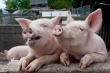 Беларусь из-за классической чумы свиней ограничивает с 12 июля поставки свинины из Монголии
