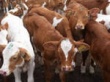 Мировые цены на крупный рогатый скот в 2012 г. будут продолжать свой рост — эксперты
