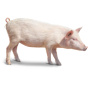 Китайские компании, занимающиеся убоем, помогут стабилизировать цены на свиней