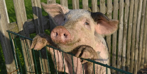 Вывоз свинины из угрожаемой по африканской чуме зоны выявлен в Приморье