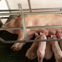 Имущество Фатежского свинокомплекса в Курской области выставят на публичные торги за 991 млн рублей