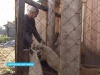 Ялуторовские фермеры взялись выращивать экзотических свиней